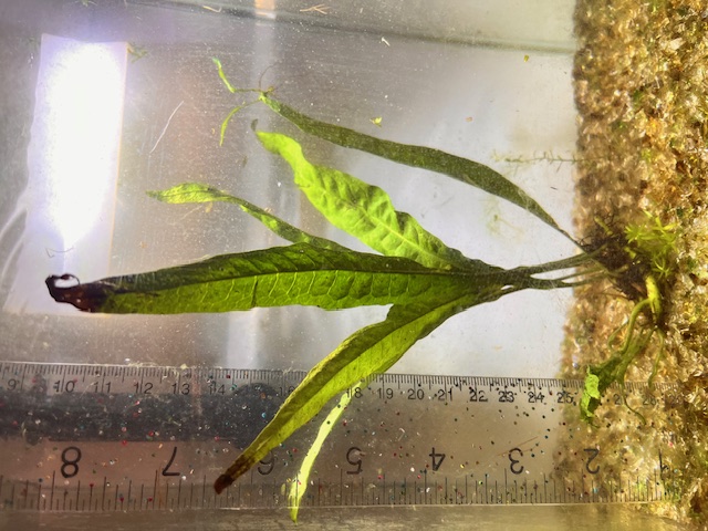 Java Fern live aquatic plant